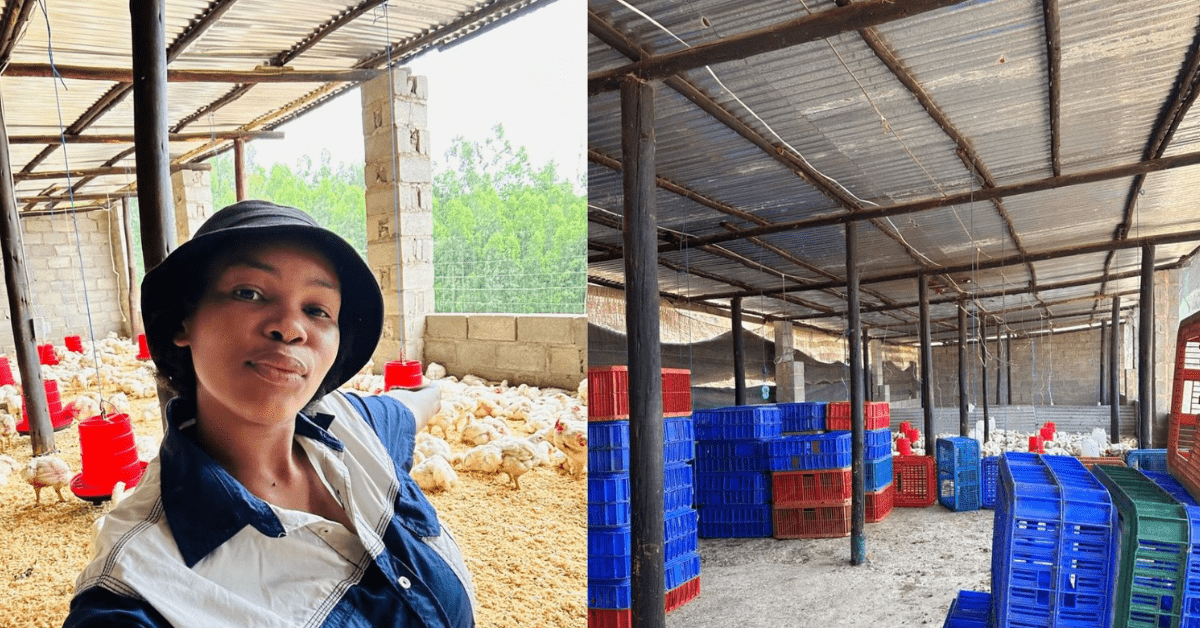 Bongeka Vilakazi’s Poultry Success: Ndwedwe Farmer Grows Broiler Business from 100 to 3,000 Chickens