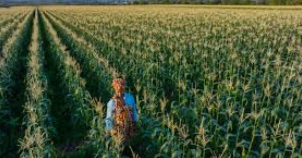 South Africa is forecast to harvest a record 17.064 million tonnes of maize, creating a significant export surplus for African markets.