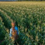 South Africa is forecast to harvest a record 17.064 million tonnes of maize, creating a significant export surplus for African markets.