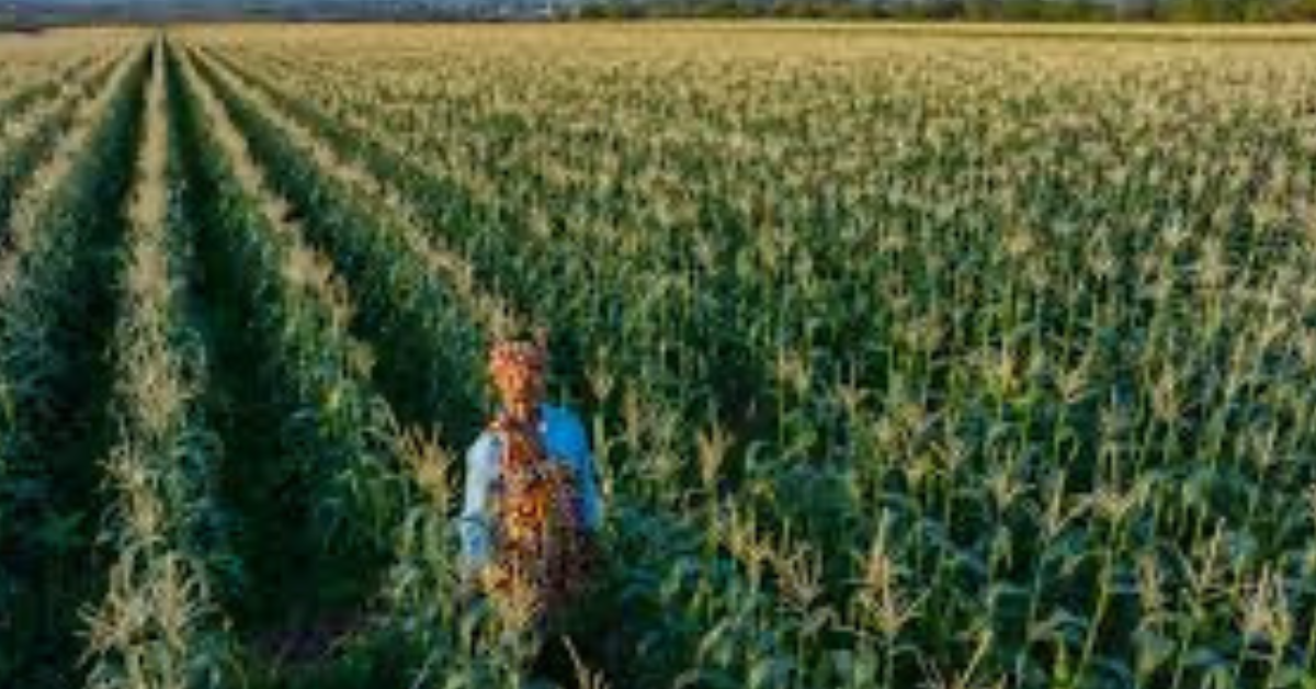 South Africa is forecast to harvest a record 17.064 million tonnes of maize, creating a significant export surplus for African markets.