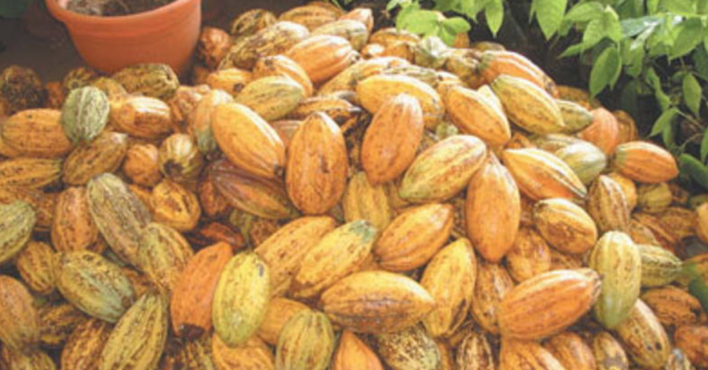 African cocoa farmer harvesting cocoa pods amid concerns over rising global cocoa prices and declining production.