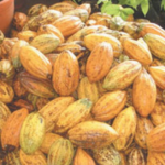 African cocoa farmer harvesting cocoa pods amid concerns over rising global cocoa prices and declining production.