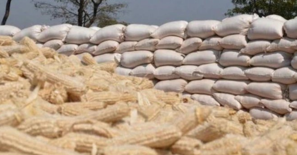 Tanzania to Begin NFRA Maize Purchases as Farmers Face Falling Prices