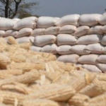 Tanzania to Begin NFRA Maize Purchases as Farmers Face Falling Prices