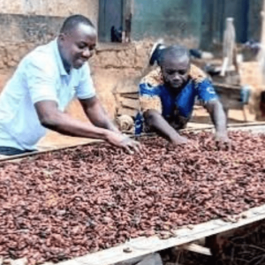 Cameroon Cocoa Prices Crash 2026: Farmers Face Losses as Global Supply Surge Hits Market