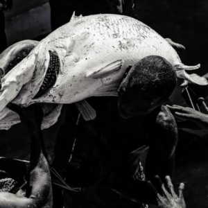 Argungu Fishing Festival 2026: Abubakar Usman Wins with 59kg Catch as Tinubu Attends Cultural Revival in Kebbi