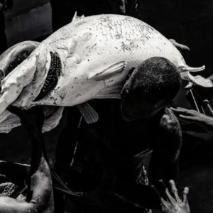 Argungu Fishing Festival 2026: Abubakar Usman Wins with 59kg Catch as Tinubu Attends Cultural Revival in Kebbi